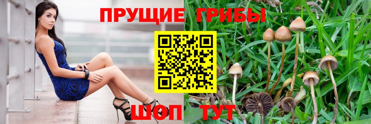 Новошахтинск  Псилоцибиновые грибы Cubensis  Вход с VPN 